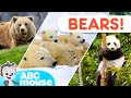 Bear Adventures ABCmouse Tot Umentary Animal Video For Kids