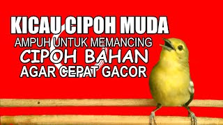 Download lagu CIPOH SIRTU BAKALAN Dijamin Terpancing dan IKUT BUNYI dengan pancingan ini mp3 Download lagu CIPOH SIRTU BAKALAN Dijamin Terpancing dan IKUT BUNYI dengan pancingan ini mp3