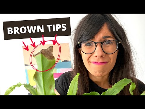 Bird's Nest Fern BROWN TIPS (and how to fix it!)