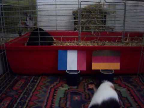 Guinea-Pig-Oracle EM 2016: Germany vs. France