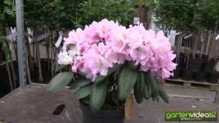 Rhododendron Scintillation 
