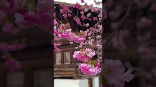 Download lagu La vie en rose #switzerland #nature #cherryblossom #youtubeshorts #shorts #travel mp3