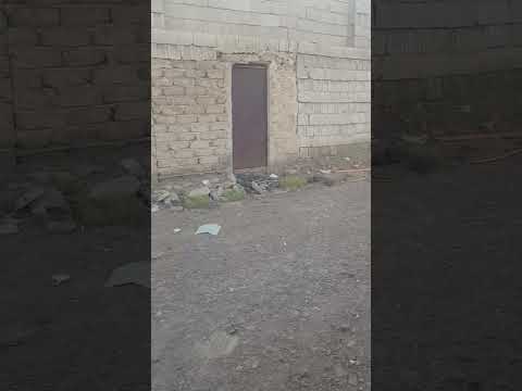 Beautiful Dogs in Madinah