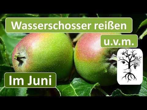 Obstgarten im Juni - Wasserschoss reißen, Nützling gegen Blattläuse, Ausdünnen bei Kernobst