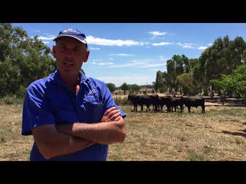 Exporting Wagyu genetics