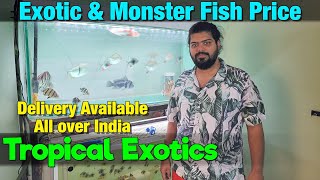 Exotic & Monster Fishes at Tropical Exotics I Delivery Available All Over India