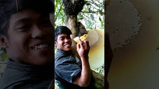 Download lagu This is the Pure Honey harvesting process mp3 Download lagu This is the Pure Honey harvesting process mp3