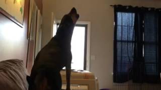 Reggie deGrasse sings: 4/20/16 'So good yeah' Reggie Watts