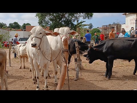 FEIRA DO GADO NA CIDADE DE IBIAPINA CEARÁ DIA 30/11/25