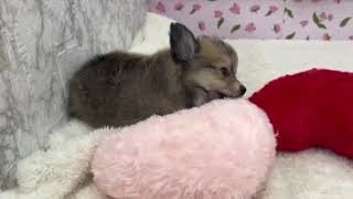 ハーフ犬の動画01