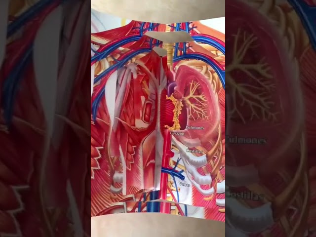 Vídeo relacionado con Mii gran libro póster: Cuerpo humano (Picarona)