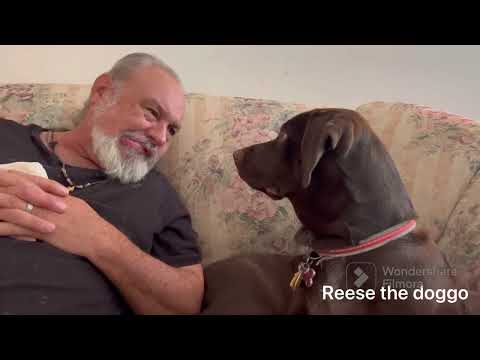 Dog and daddy morning Reese the doggo loving that attention