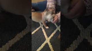 Puggle Puppies Videos