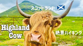 【Scotland🏴󠁧󠁢󠁳󠁣󠁴󠁿】日本に10頭しかいないロン毛牛に会いに行く!!スコットランド旅
