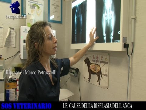 Mal di schiena dà alla gamba sinistra e ritorno Trattamento sanatorium del ginocchio