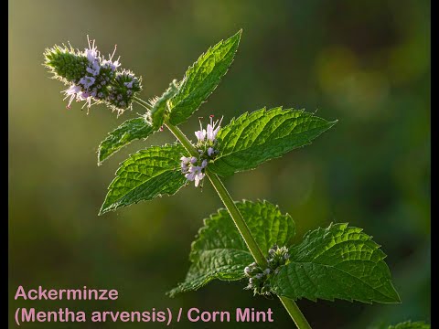 Ackerminze (Mentha arvensis)