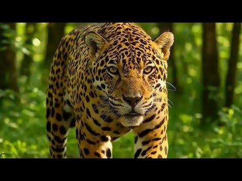 FATOS SOBRE A ONÇA-PINTADA! A MAJESTADE DAS FLORESTAS BRASILEIRAS.