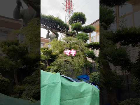 殺せない植物 カーペット 紫 ピンク 白 ラベンダー カーネーション 真の香り