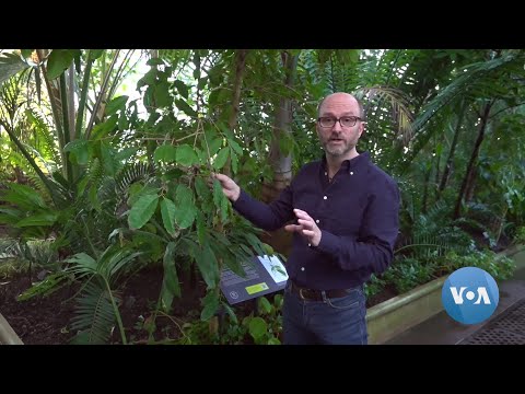 Amazing’ New Beans Could Save Coffee from Climate Change