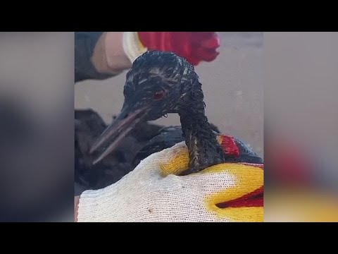 No Comment: sversamenti di petrolio, disastro ecologico nel Mar Nero