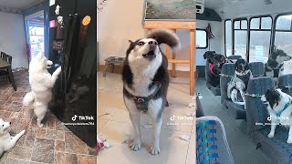 Funny Dog Videos That Are Guaranteed to Make You Smile!
