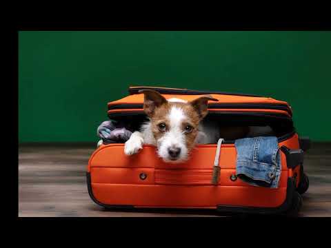 Rules you need to know before travelling abroad with your pet