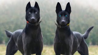 These Are 10 Blue Eyed Dog Breeds