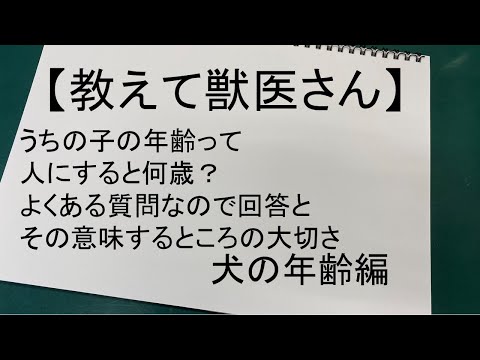 犬の平均寿命:これはあなたの犬が何歳になるかです