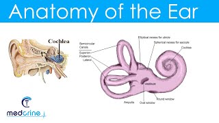 Anatomy and Physiology of the Ear