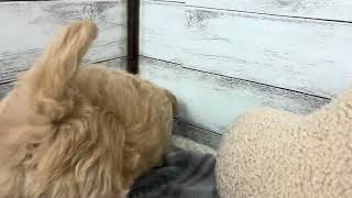 ハーフ犬の動画01