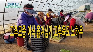 고추모종 이식작업 모종키우기 옮겨심기 / 고추농사 시작!!