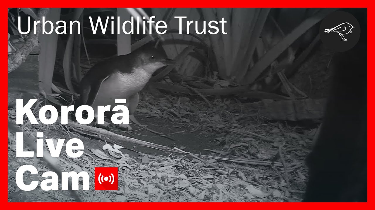 Live webcam view of Kororā Little Blue Penguin Nest Cam