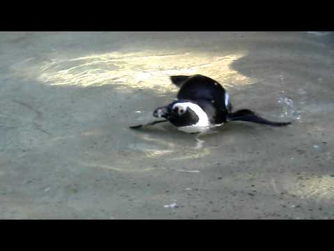 Pinguin aus Wilhelma