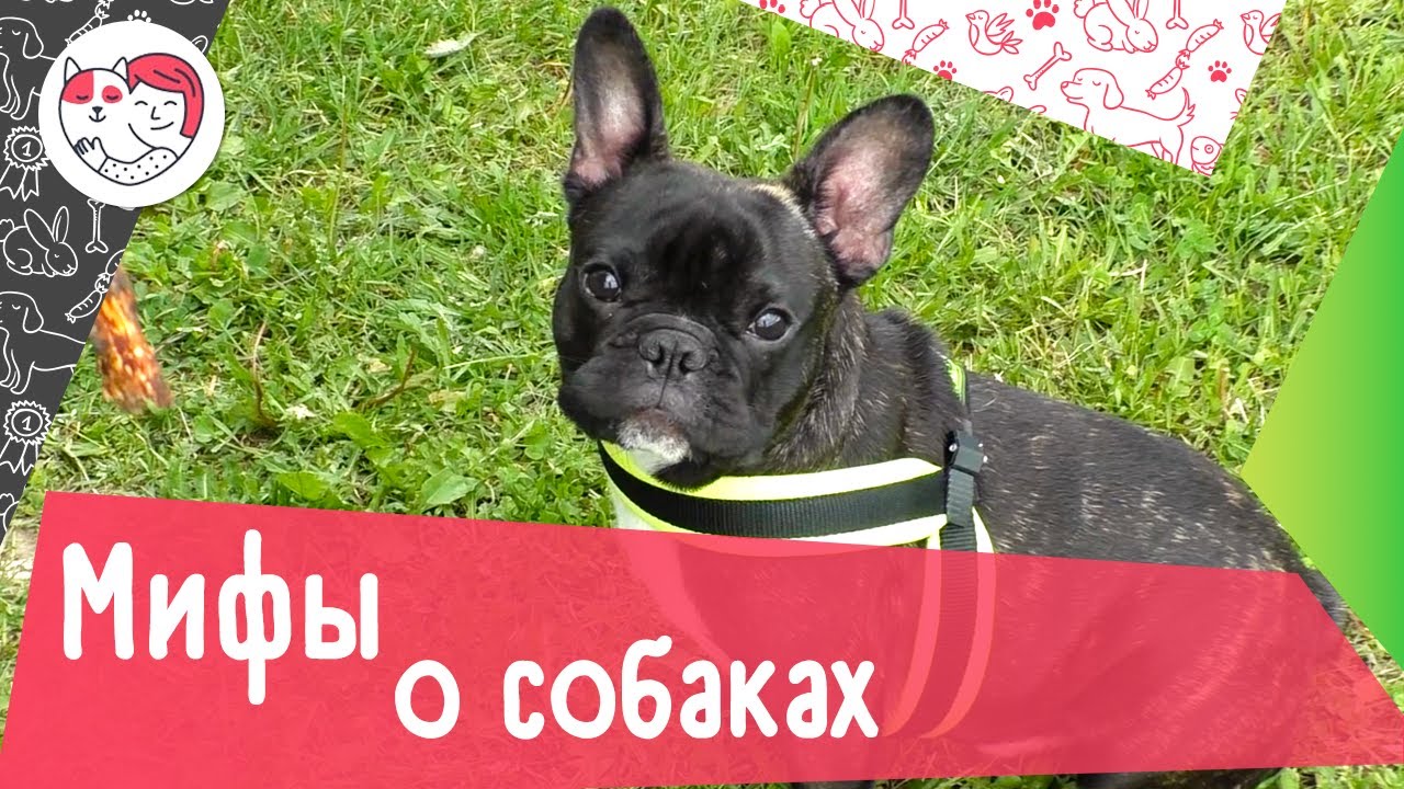 3 мифа про собаках