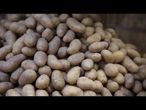 Visar Sorting Sàrl - Sortop Potatoes - Unique optical sorter for washed, unwashed or peeled potatoes