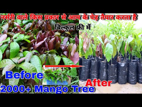 2000+ Mango Tree || All Mango Tree Transplanting || एक साथ इतना सारा आम का पेड़।😍