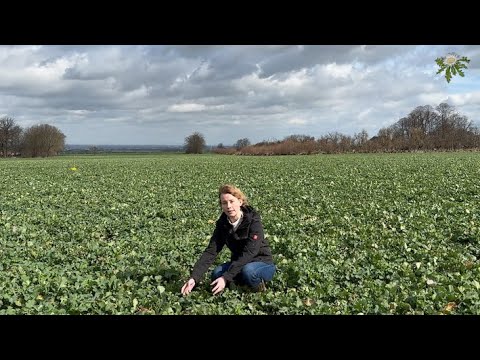 Feldexkursion 229: Insekten im Raps, N.U. Agrar GmbH - 27.03.2023