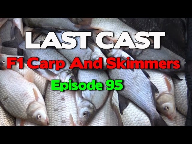 LAST CAST Fishing Natural Baits For F1 Carp And Skimmers e95 Match fishing