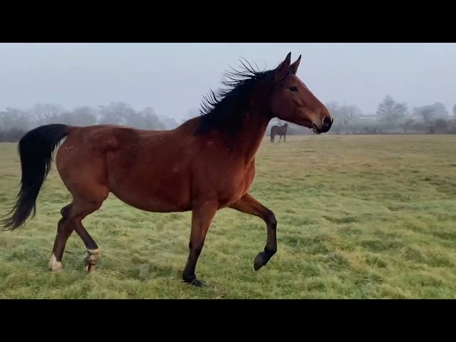 Poulini&egrave;re SF  Iunity d&rsquo;Aubigny 8 ans 