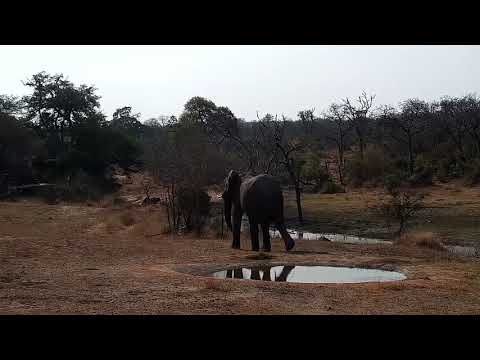 Djuma: Elephants drink at the pan - 14:44 - 08/27/21