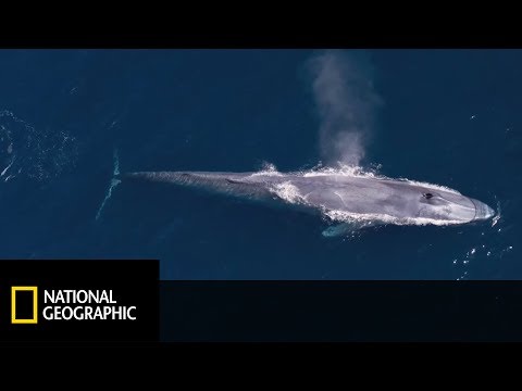 Serce tego giganta jest wielkości osobówki! [Wrogi Świat]