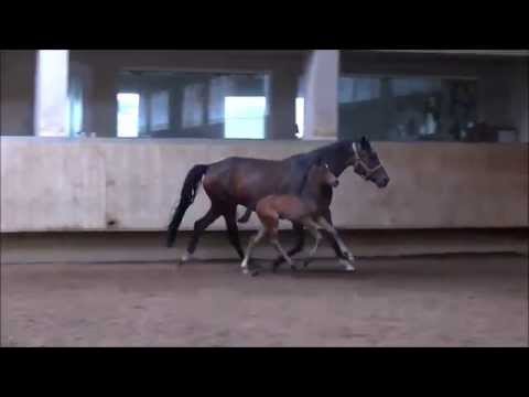 Hengstfohlen von DeLorean-Samba Hit I