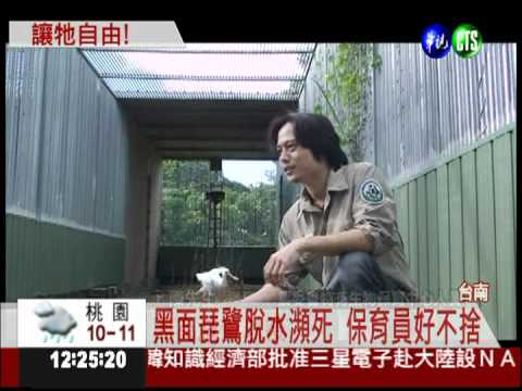 保育有成! 黑面琵鷺重返天際
