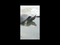 Turtles Turtle Animals Shots Yongsieutv Mo4ke