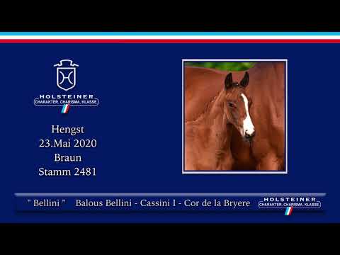 Holsteiner Elite-Fohlenauktion | Nr. 58 v. Balous Bellini - Cassini I