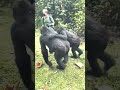Pushed And Touched By A Gorilla In Uganda GoExplore Safaris