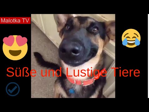 Süße und Lustige Tiere 😜 Lustige Tiere zum Totlachen 😂 Lustige Tiere Lustige Videos Zum Totlachen!