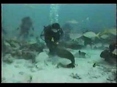 Stingray and Moray Eel at Grand Cayman