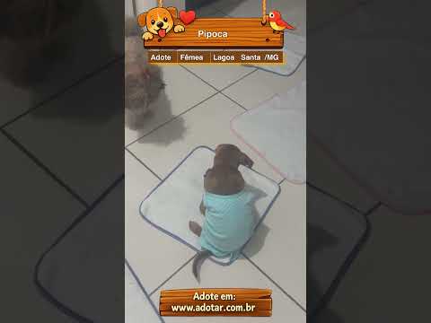 Vídeo de Pipoca