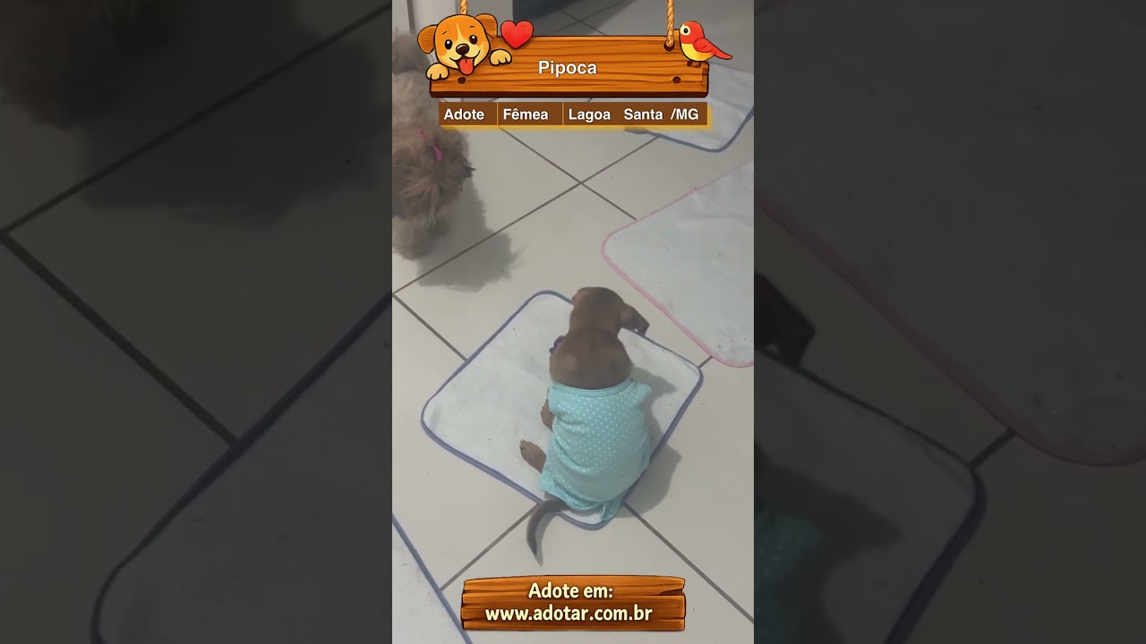 Cachorro raça SRD-ViraLata idade 2 a 6 meses nome Pipoca